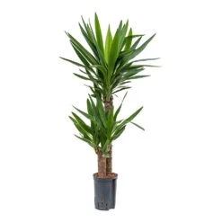Yucca - HydroCare -Hortology Shop Yucca Multi Stem Hydroculture Indoor Plant 2Stems