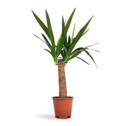Yucca Elephantipes - Spineless Yucca -Hortology Shop Yucca elephantipes Spineless Yucca 14x60cm