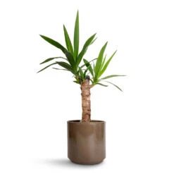 Yucca Elephantipes - Spineless Yucca -Hortology Shop Yucca elephantipes Spineless Yucca 14x60cm Remmi Glaze Plant Pot Mocha 16x16cm 1c6be7b0 2591 4983 ae2e 27dbbf498880