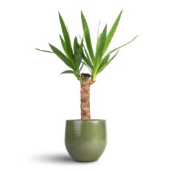 Zembla Plant Pot - Green -Hortology Shop Yucca elephantipes Spineless Yucca 14x60cm Zembla Plant Pot Green 18x16cm