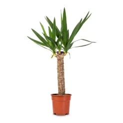 Yucca Elephantipes - Spineless Yucca -Hortology Shop Yucca elephantipes Spineless Yucca 17x70cm