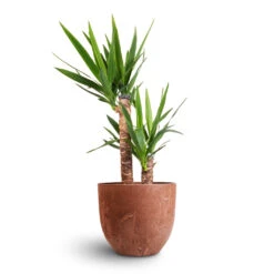 Yucca Elephantipes - Spineless Yucca -Hortology Shop Yucca elephantipes Spineless Yucca 17x75cm 2 stems Bola Artstone Plant Pot Oak 28x24cm 3e7d453a 49ea 4953 8e21 75e7ec01425d