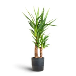 Yucca Elephantipes - Spineless Yucca -Hortology Shop Yucca elephantipes Spineless Yucca 17x75cm 2 stems Erik Plant Pot Denim 20x18cm 12172a6c d381 4af3 b9f2 aad55de4736f