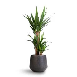 Raindrop Tube Round Planter - Anthracite -Hortology Shop Yucca elephantipes Spineless Yucca 21x90cm Raindrop Tube Round Planter Anthracite