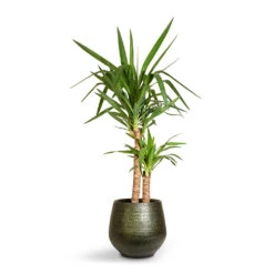 Noor Plant Pot - Velvet Green -Hortology Shop Yucca elephantipes Spineless Yucca 21x95cm 2stems Noor Plant Pot Velvet Green 32x30cm