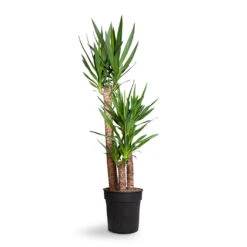 Yucca Elephantipes - Spineless Yucca -Hortology Shop Yucca elephantipes Spineless Yucca 27x140cm 3stems