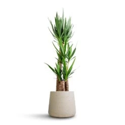Patt Plant Pot - Grey Washed -Hortology Shop Yucca elephantipes Spineless Yucca 27x140cm 3 stems Patt Plant Pot Grey Washed 34x29cm 630c5807 2666 4901 b81d 025acce65f5a