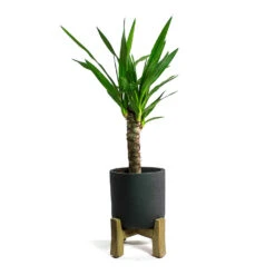 Charlie Plant Pot - Low Stand - Black Washed -Hortology Shop Yucca elephantipes Spineless Yucca Charlie Plant Pot Low Stand Black Washed