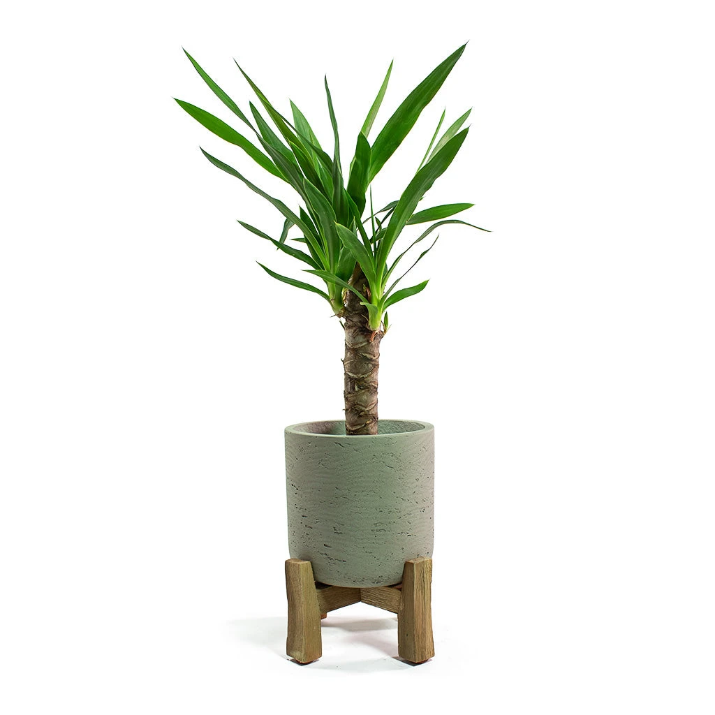 Charlie Plant Pot - Low Stand - Grey Washed 5 Charlie Plant Pot - Low Stand - Grey Washed - Image 5