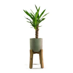 Charlie Plant Pot - Tall Stand - Grey Washed 13 Charlie Plant Pot - Tall Stand - Grey Washed -Hortology Shop Yucca elephantipes Spineless Yucca Patt Plant Pot Low Stand Black Washed