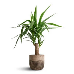 Yucca Elephantipes - Thick Trunk -Hortology Shop Yucca elephantipes Thick Trunk 19x80cm Albero Plant Pot Cement 21x19cm 171f1f15 8768 47c8 a13a 77fac554ef3c