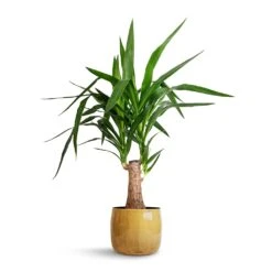 Yucca Elephantipes - Thick Trunk -Hortology Shop Yucca elephantipes Thick Trunk 19x80cm Babet Plant Pot Camel 21x18cm 71ad2835 d46a 4342 8e6d cbdfe4ec2b83
