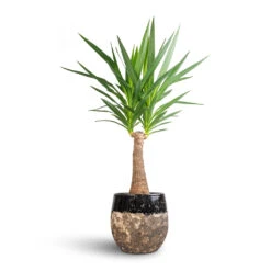 Lindy Plant Pot - Black -Hortology Shop Yucca elephantipes Thick Trunk 21x100cm Lindy Plant Pot Black 30x25cm bcda4a94 b58c 4074 a1dc 305c698d8b28
