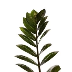 Zamioculcas Zamiifolia - Raven ZZ Plant -Hortology Shop Zamioculcas zamiifolia Raven ZZ Plant 14x50cm Close Up