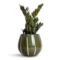 Zamioculcas Zamiifolia - Raven ZZ Plant -Hortology Shop Zamioculcas zamiifolia Raven ZZ Plant 14x50cm Nova Plant Pot Green 23x18cm 5d1fd0e5 fb54 4b8a b406 74446cfba4b5