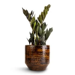 Sanna Plant Pot - Savanna -Hortology Shop Zamioculcas zamiifolia Raven ZZ Plant 14x50cm Sanna Plant Pot Savanna 18x17cm 1 caa813fb a73a 4a09 abf9 13f15c1488c1