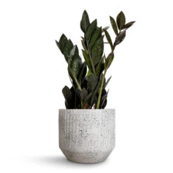 Solento Plant Pot - White Speckle -Hortology Shop Zamioculcas zamiifolia Raven ZZ Plant 14x50cm Solento Plant Pot White Speckle 16x14cm