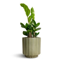 Bourton Scalloped Plant Pot - Sage -Hortology Shop Zamioculcas zamiifolia ZZ Plant 12x30cm Bourton Scalloped Plant Pot Sage 16x16cm