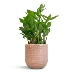 Ocean Glaze Plant Pot - Morganite -Hortology Shop Zamioculcas zamiifolia ZZ Plant 14x40cm Ocean Glaze Plant Pot Morganite 16x16cm