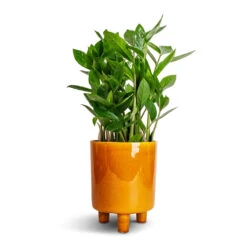 Pisa Plant Pot - Mustard -Hortology Shop Zamioculcas zamiifolia ZZ Plant 14x40cm Pisa Plant Pot Mustard 16x19cm