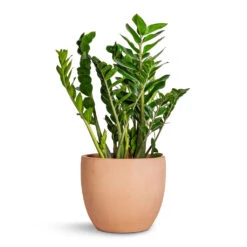 Terracotta Plant Pot -Hortology Shop Zamioculcas zamiifolia ZZ Plant 27x100cm Terracotta Plant Pot 38x33cm 95f398d2 dec7 49bc a69e cd2e85772cb5