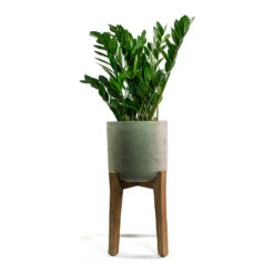 Charlie Plant Pot - Tall Stand - Grey Washed 14 Charlie Plant Pot - Tall Stand - Grey Washed -Hortology Shop Zamioculcas zamiifolia ZZ Plant Patt Plant Pot Low Stand Black Washed