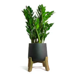 Patt Plant Pot - Low Stand - Black Washed -Hortology Shop Zamioculcas zamiifolia ZZ Plant Patt Plant Pot Low Stand Black Washed 5e97ef9d d040 4d04 8633 61631dfb3c41