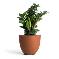 Coral Refined Planter - Canyon Orange -Hortology Shop Zamioculcas zamiifolia Zenzi Zenzi ZZ Plant 14x45cm Coral Refined Planter Canyon Orange 18x15cm 4fb2760b 3038 4467 b371 09aa2ddcb6e7
