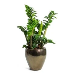 Amora Plant Pot - Black Gold -Hortology Shop Zamioculcas zamiifolia Zenzi Zenzi ZZ Plant Amora Plant Pot Black Gold Small