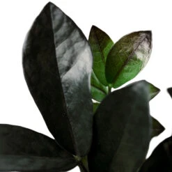 Zamioculcas Zamiifolia - Raven ZZ Plant -Hortology Shop Zamioculcaszamiifolia RavenZZPlant 1