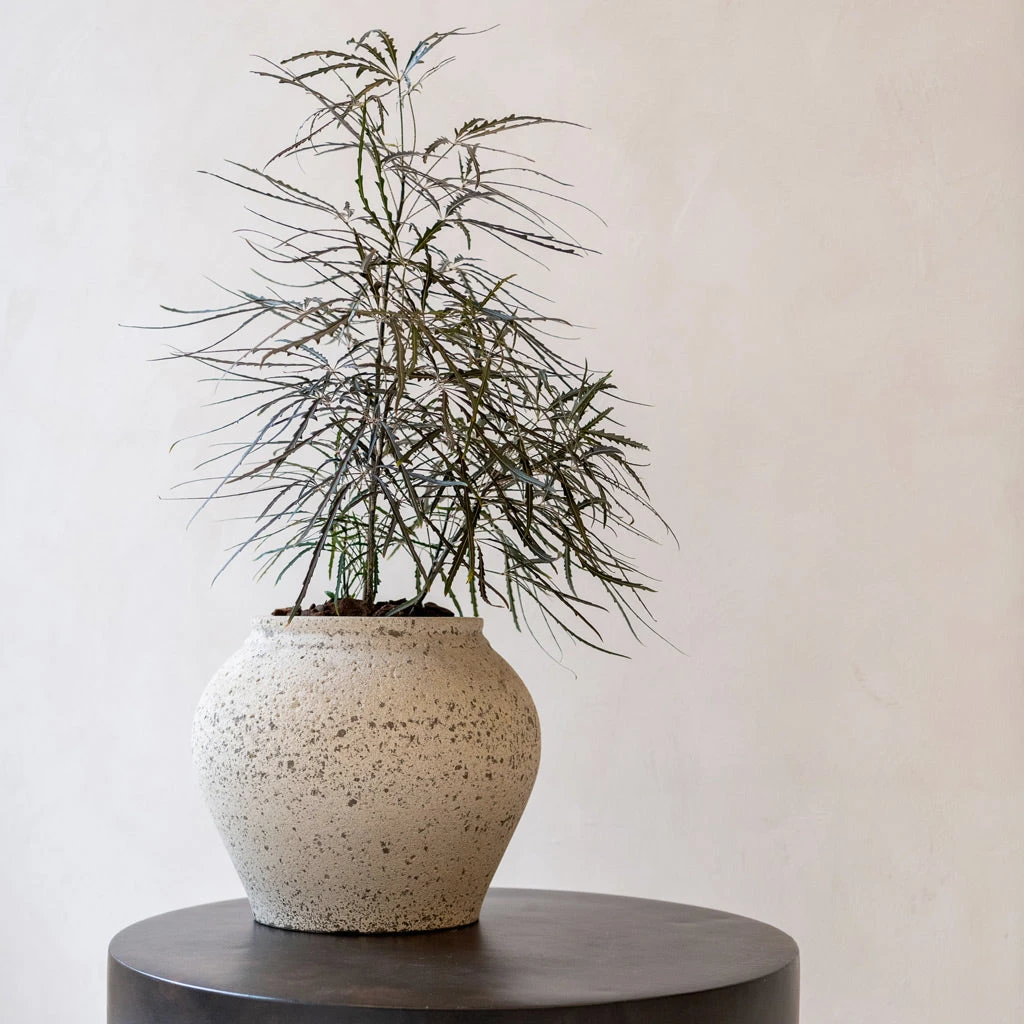 Zeus Mediterranean Planter - Chalk White 4 Zeus Mediterranean Planter - Chalk White - Image 4