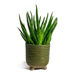 Aloe Vera Clumb -Hortology Shop aloe vera clumb bekka Plant Pot mint