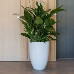 Ben Essentials Planter - Matt White -Hortology Shop ben planter essential matte white peace lilly