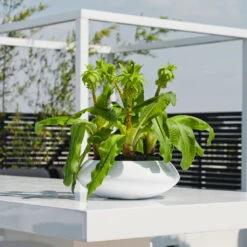 Tara Essentials Bowl Planter - Matt White -Hortology Shop essential glossy tara 1