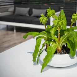 Tara Essentials Bowl Planter - Matt White -Hortology Shop essential glossy tara 2