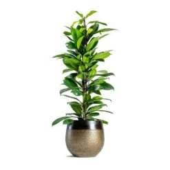 Ficus Cyathistipula - African Fig 10 Ficus Cyathistipula - African Fig -Hortology Shop mya deep champagne plant pot Ficus cyathistipula African Fig 6734eb21 2b4c 4074 86b7 66f17006147e
