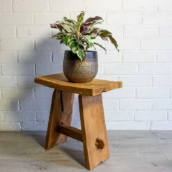 Calathea Fusion White -Hortology Shop mya deep champagne plant pot calathea fusion white 6080c3a7 fb49 4b29 a5b8 9e06ac49b742