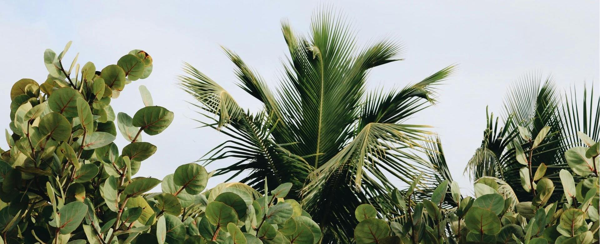 Hortology Shop -Hortology Shop pexels mdsnmdsnmdsn 788485