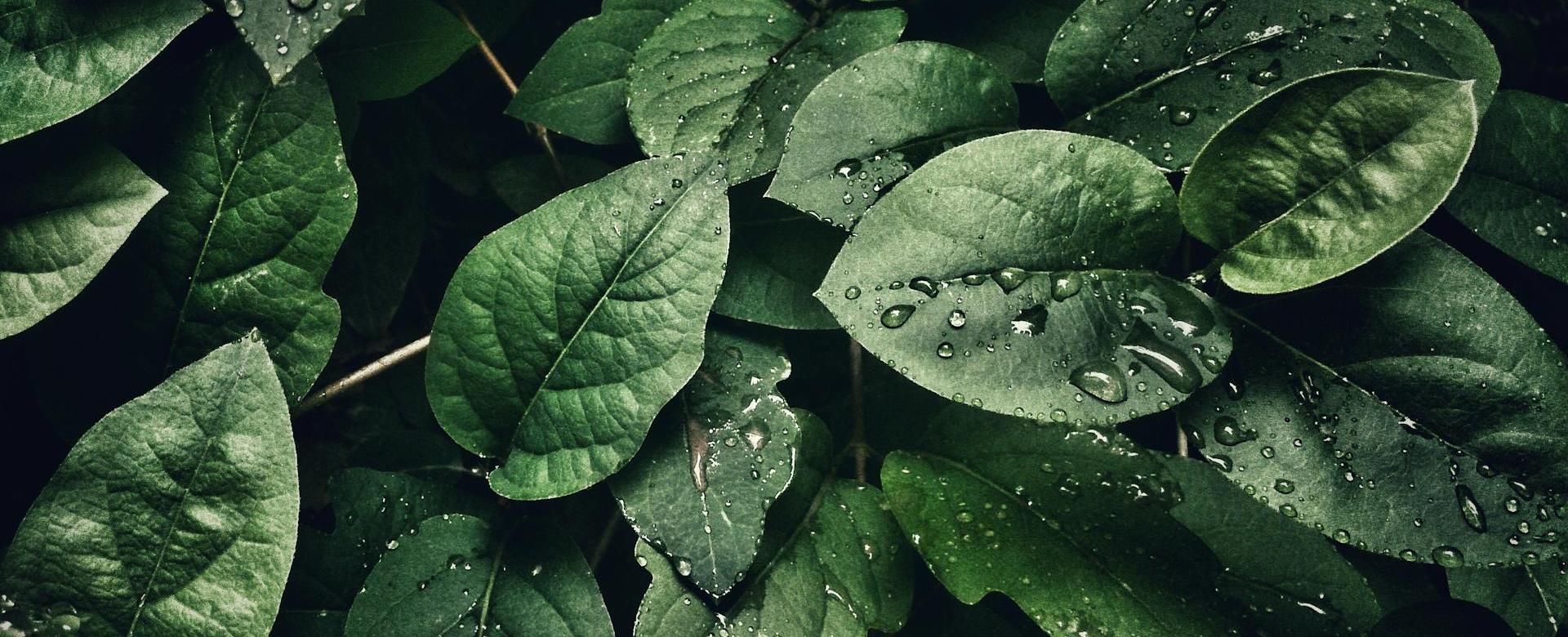 Hortology Shop -Hortology Shop pexels sohi 807598