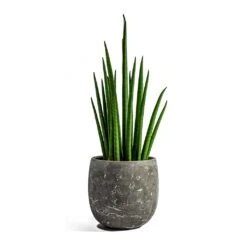 Sansevieria Bacularis Mikado - Snake Plant 12 Sansevieria Bacularis Mikado - Snake Plant -Hortology Shop sansevieria bacularis mikado amber earth plant pot 9fc449de c2ad 4deb 9d7b 4755551167a0