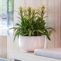 Sunny Essentials Bowl Planter - Matt White -Hortology Shop sunny bowl planter essential matte white office plants