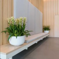 Sunny Essentials Bowl Planter - Matt White -Hortology Shop sunny bowl planters essential matte white office reception plants