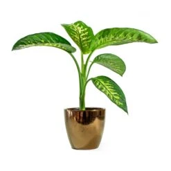 Dieffenbachia Seguine Tropic Snow - Dumb Cane -Hortology Shop sven gold Dieffenbachia seguine Tropic Snow Dumb Cane d393cd03 c50a 4310 a048 645086675956