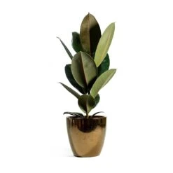Ficus Elastica Abidjan - Burgundy Rubber Plant -Hortology Shop sven gold Ficus elastica Abidjan Rubber Plant eeefde7c a0a4 4859 a9bc ef58892ffc95